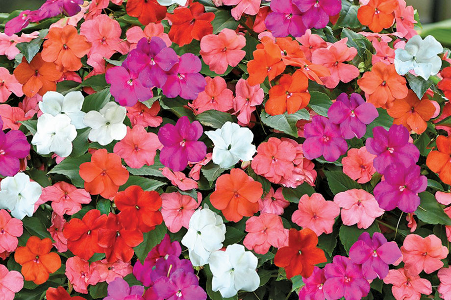 Impatiens Beacon